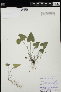 Viola novae-angliae image