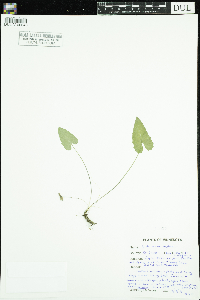 Viola novae-angliae image