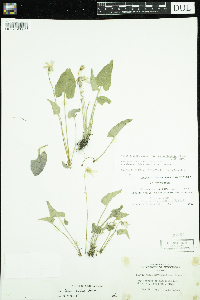 Viola novae-angliae image