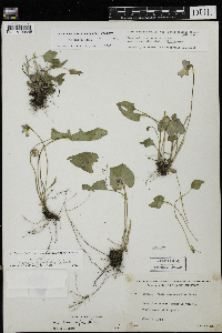 Viola novae-angliae image