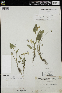 Viola novae-angliae image