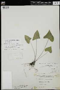 Viola novae-angliae image