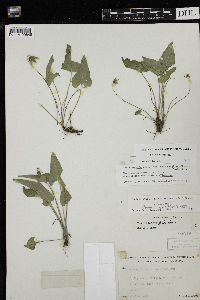 Viola novae-angliae image