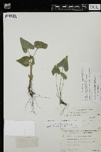 Viola novae-angliae image