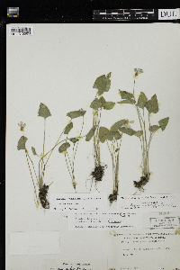 Viola novae-angliae image