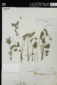 Viola novae-angliae image