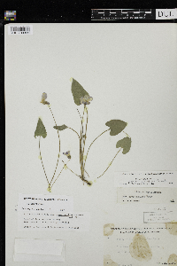Viola novae-angliae image
