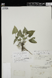 Viola novae-angliae image