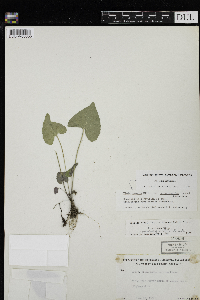 Viola novae-angliae image
