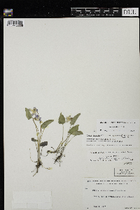 Viola novae-angliae image