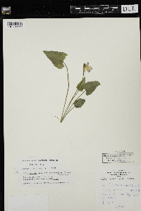 Viola novae-angliae image