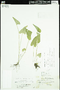 Viola novae-angliae image