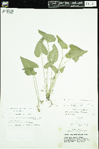 Viola novae-angliae image