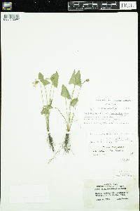 Viola novae-angliae image