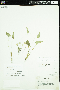 Viola novae-angliae image