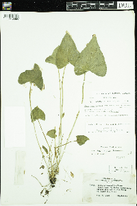 Viola novae-angliae image