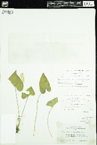 Viola novae-angliae image