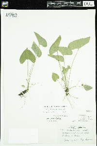 Viola novae-angliae image