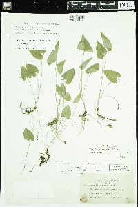 Viola novae-angliae image
