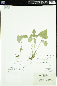 Viola novae-angliae image