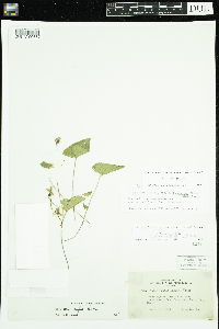 Viola novae-angliae image