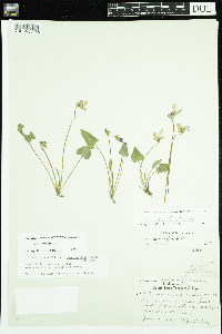 Viola novae-angliae image