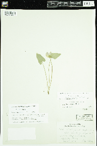 Viola novae-angliae image