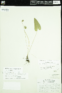 Viola novae-angliae image