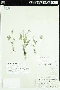 Viola novae-angliae image