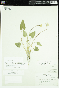 Viola novae-angliae image