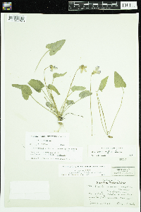 Viola novae-angliae image