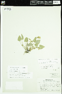 Viola novae-angliae image