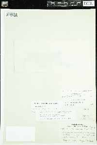 Viola novae-angliae image