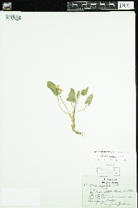 Viola novae-angliae image