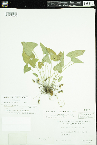 Viola novae-angliae image
