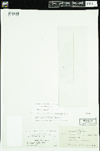 Thumbnail image of current specimen