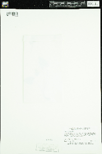Viola novae-angliae image