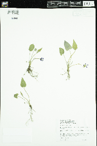 Viola novae-angliae image