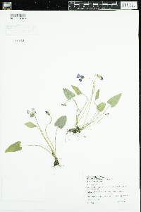 Viola novae-angliae image