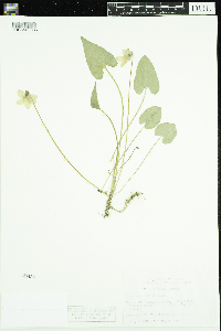 Viola novae-angliae image