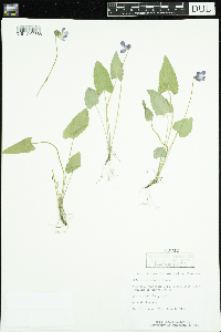 Viola novae-angliae image