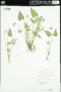 Viola novae-angliae image