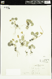 Viola lunellii image