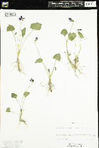 Viola nephrophylla image