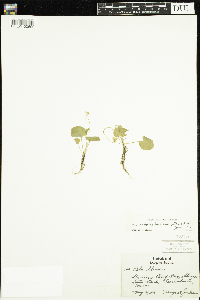 Viola minuscula image