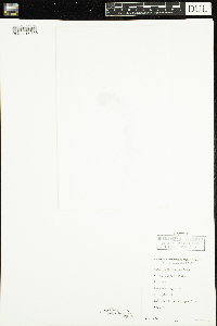 Viola minuscula image