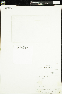 Viola minuscula image