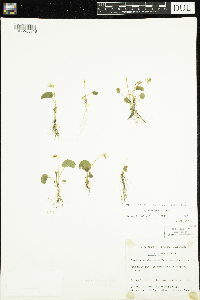 Viola minuscula image