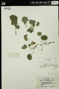 Viola minuscula image