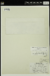 Viola minuscula image